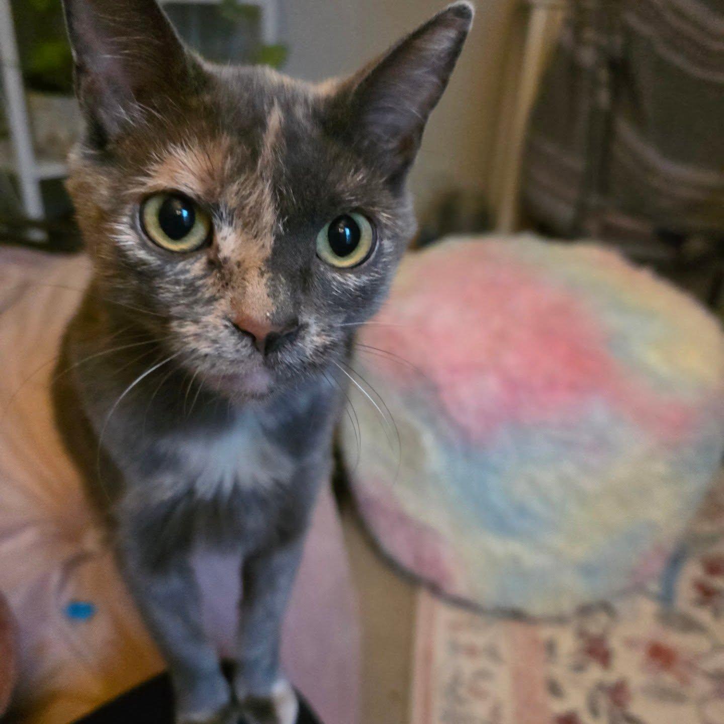 Enlarge Athena, a Adoptable Domestic Short Hair in Greenwood, IN image 3/5