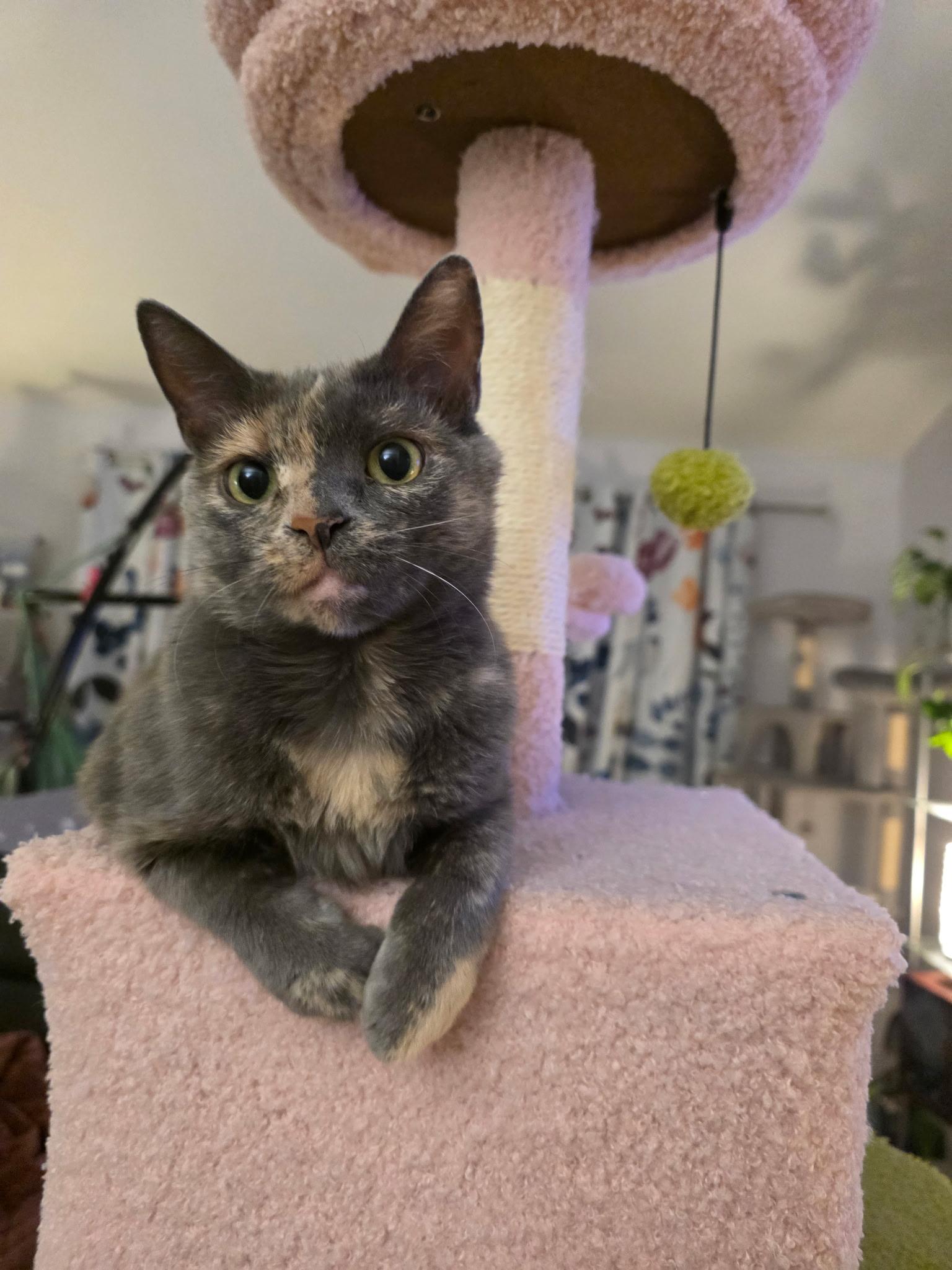 Enlarge Athena, a Adoptable Domestic Short Hair in Greenwood, IN image 2/5