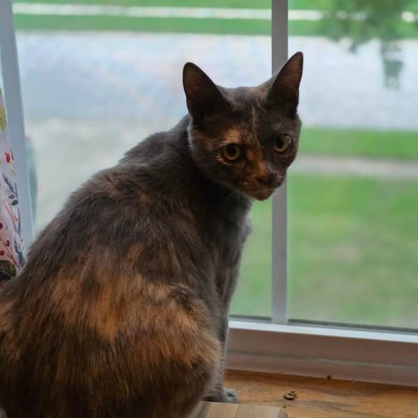 Enlarge Athena, a Adoptable Domestic Short Hair in Greenwood, IN image 4/5