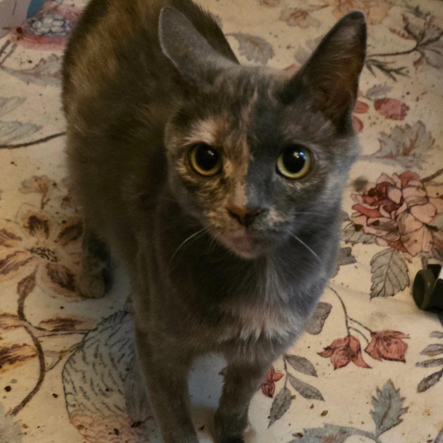 Enlarge Athena, a Adoptable Domestic Short Hair in Greenwood, IN image 5/5