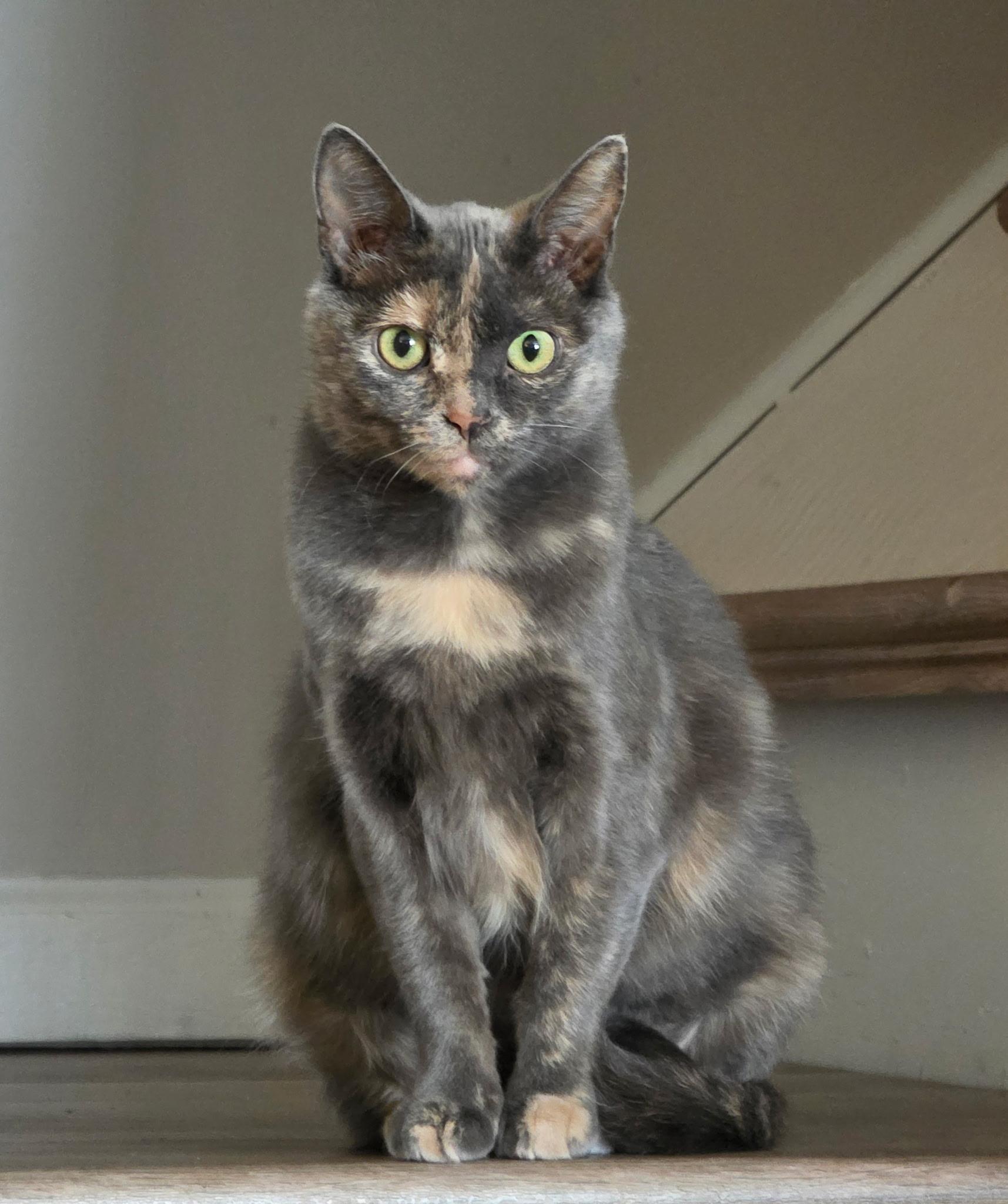 Enlarge Athena, a Adoptable Domestic Short Hair in Greenwood, IN image 1/5