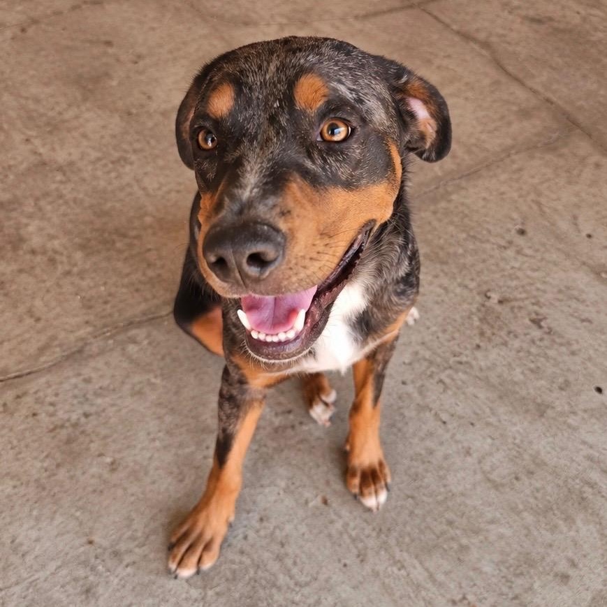 Blue, Adoptable, Young Male Australian Shepherd & Terrier.