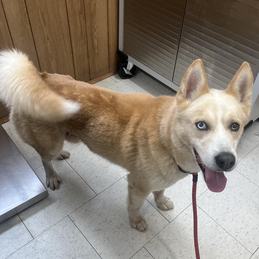 Alvin, Adoptable, Adult Male Mixed Breed.