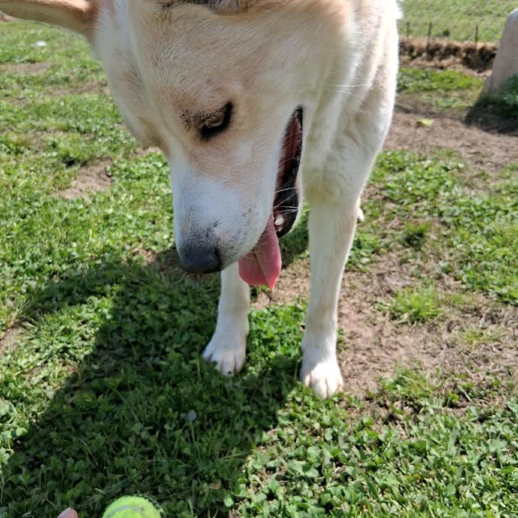 Enlarge Alvin, a Adoptable Mixed Breed in Columbiana, AL image 2/6