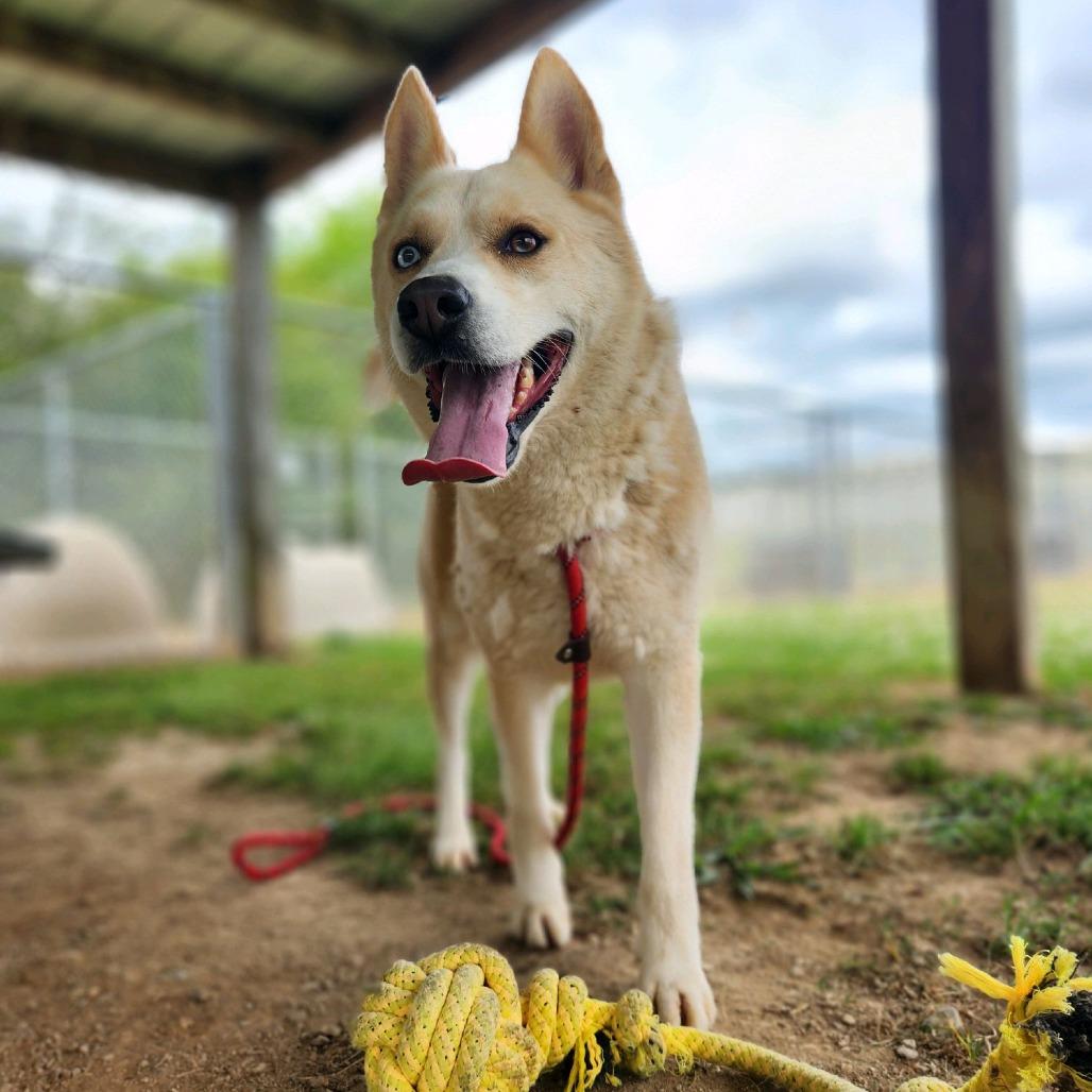 Enlarge Alvin, a Adoptable Mixed Breed in Columbiana, AL image 3/6
