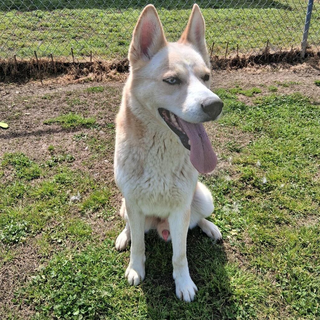 Enlarge Alvin, a Adoptable Mixed Breed in Columbiana, AL image 3/6