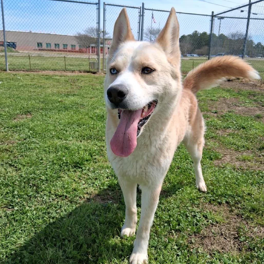 Enlarge Alvin, a Adoptable Mixed Breed in Columbiana, AL image 4/6