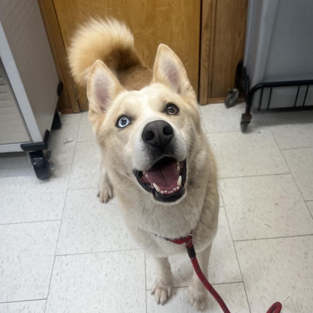 Enlarge Alvin, a Adoptable Mixed Breed in Columbiana, AL image 5/6