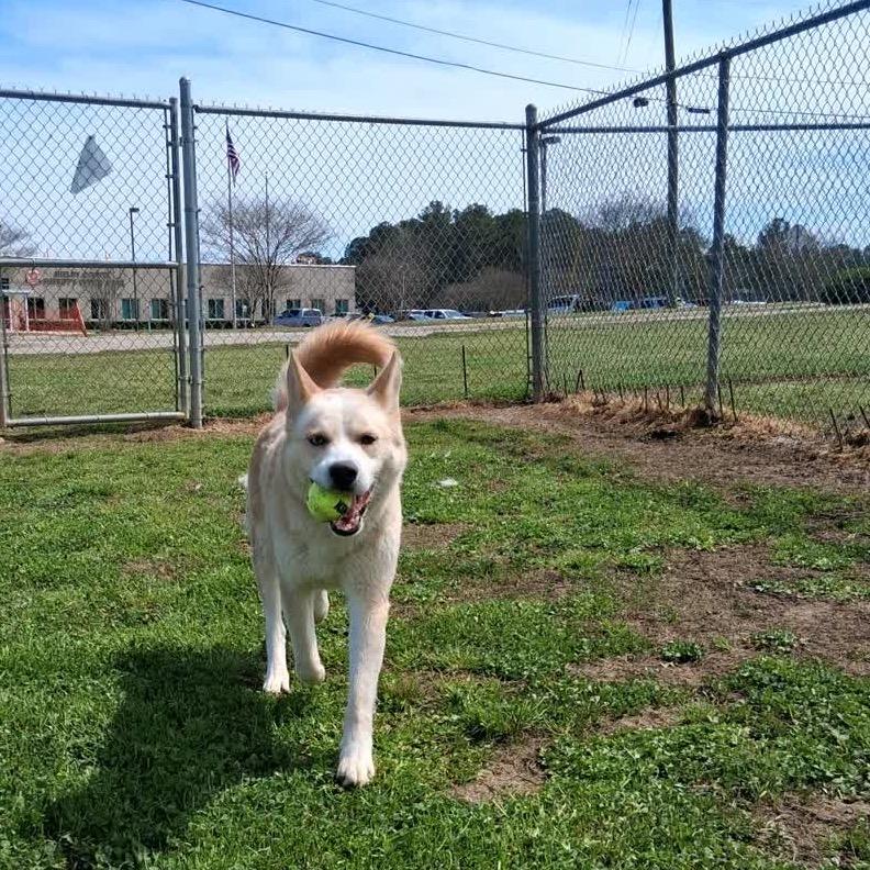 Enlarge Alvin, a Adoptable Mixed Breed in Columbiana, AL image 6/6