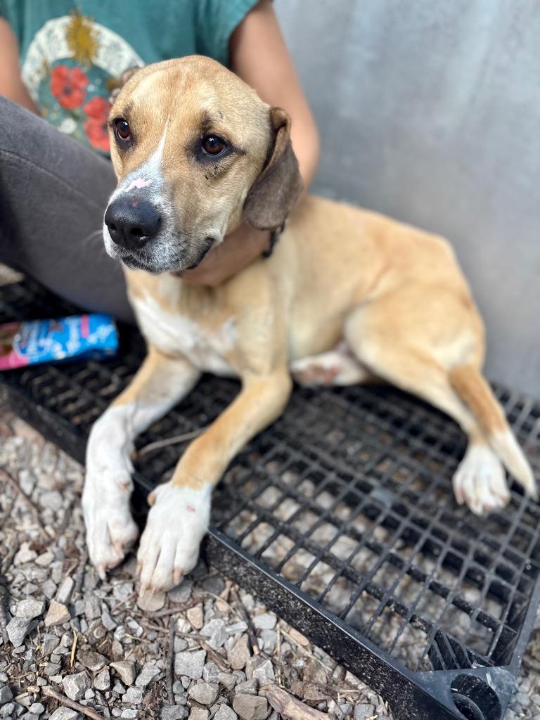 Rocket, Adoptable, Young Male Pit Bull Terrier.