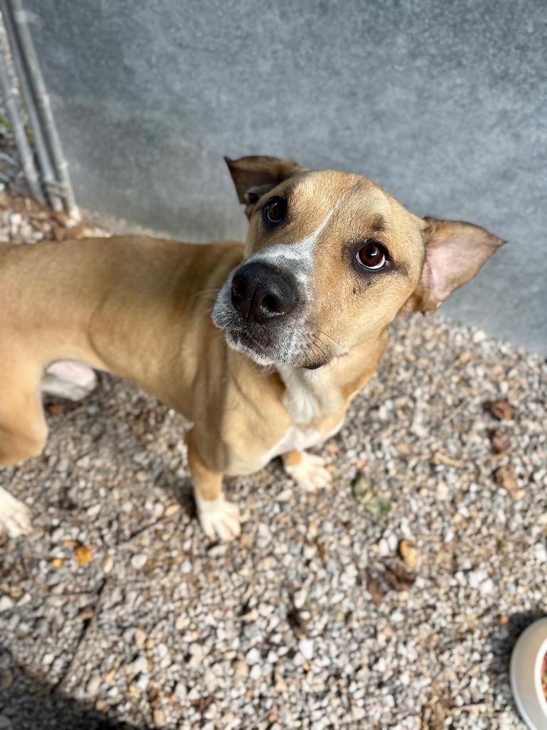 Enlarge Rocket, a Adoptable mixed breed in Parsons, WV image 2/4