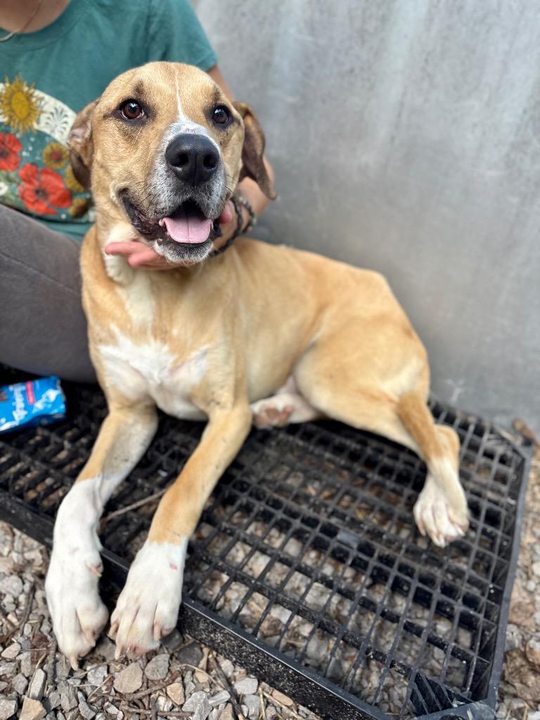 Enlarge Rocket, a Adoptable mixed breed in Parsons, WV image 3/4