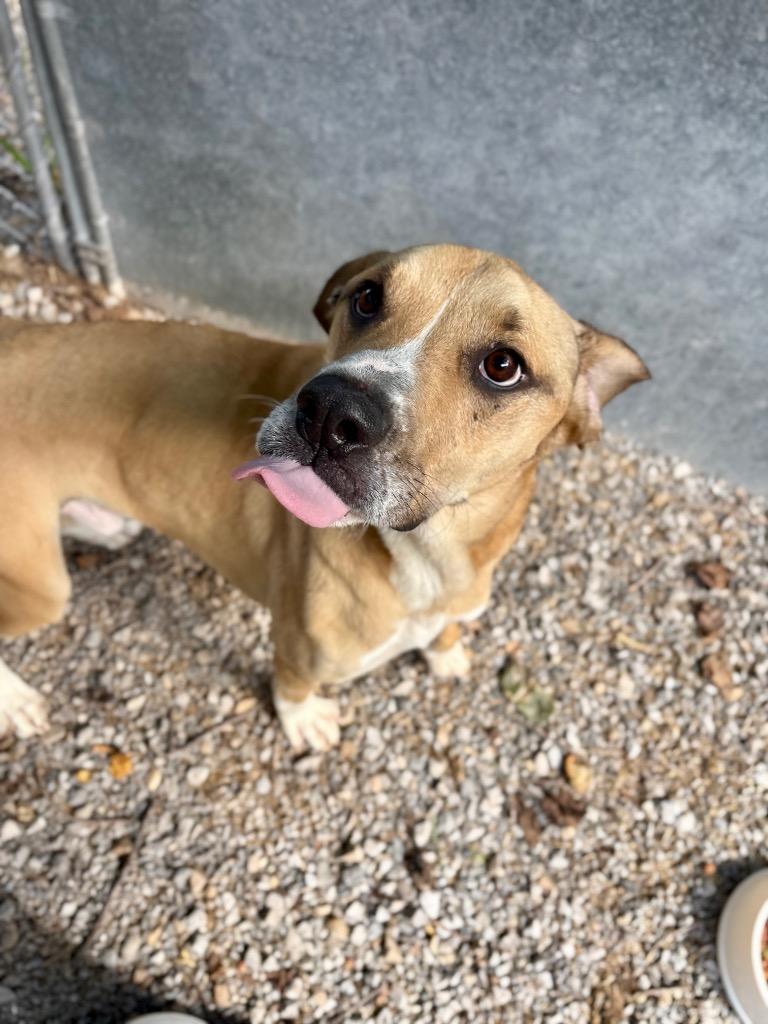 Enlarge Rocket, a Adoptable mixed breed in Parsons, WV image 4/4
