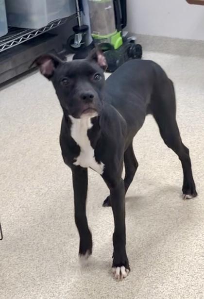 Licorice — thumbnail 2