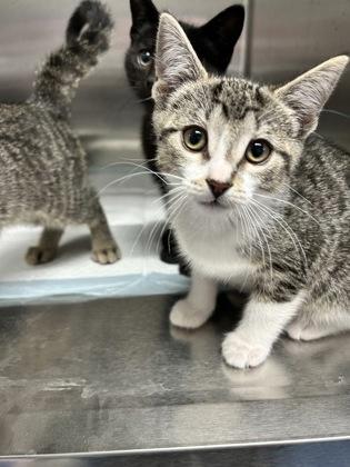 Imish, Adoptable, Young Male Domestic Short Hair & Domestic Short Hair.