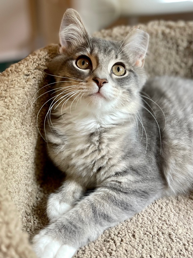 Penny Lane, Adopted, Kitten Female Domestic Medium Hair & Maine Coon.