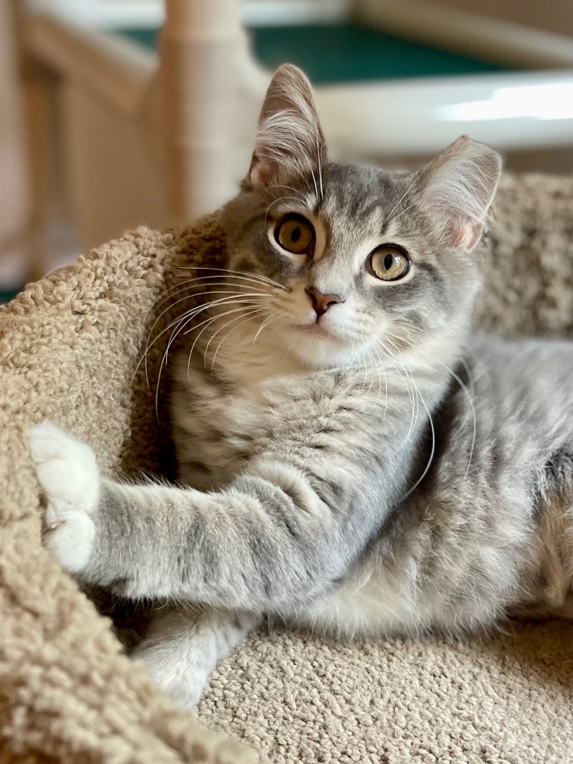 Penny Lane, a Adopted mixed breed in Salem, OH image 2/6