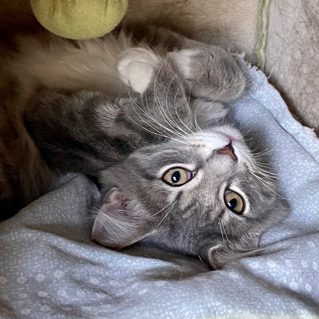 Penny Lane, a Adopted mixed breed in Salem, OH image 3/6