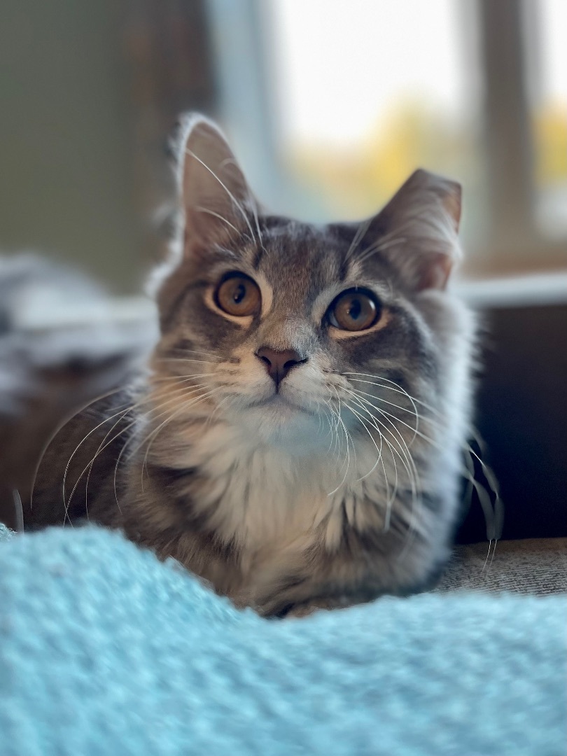 Penny Lane, a Adopted mixed breed in Salem, OH image 4/6