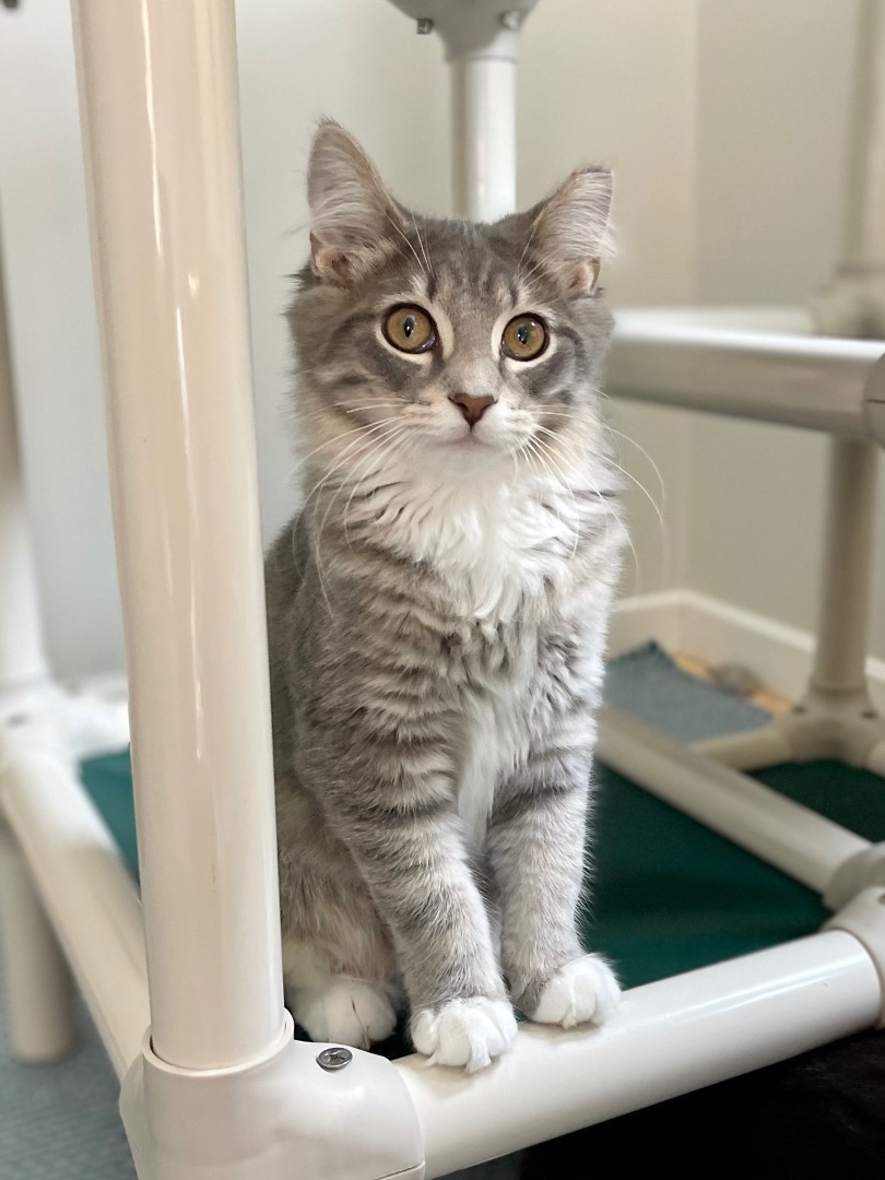 Penny Lane, a Adopted mixed breed in Salem, OH image 5/6