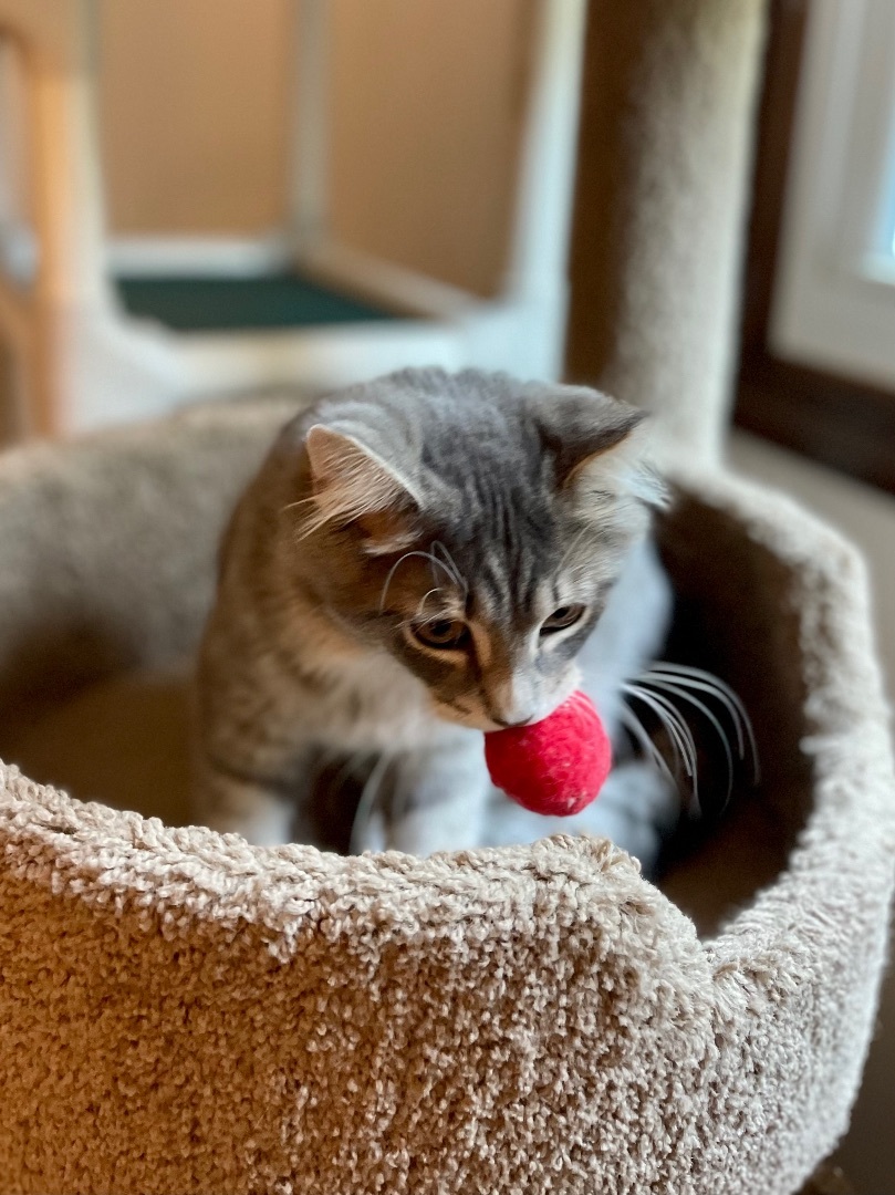 Penny Lane, a Adopted mixed breed in Salem, OH image 6/6