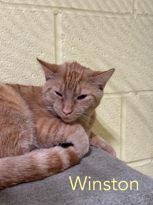 Enlarge Winston, a Adoptable mixed breed in Parma, OH image 1/1