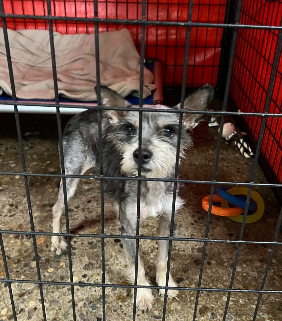 Griswold, Adopted, Young Male Schnauzer & Mixed Breed.