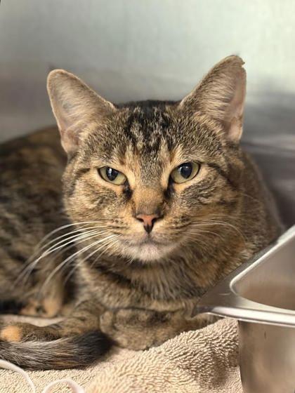 Fantasia, Adoptable, Adult Female Domestic Short Hair & Domestic Short Hair.