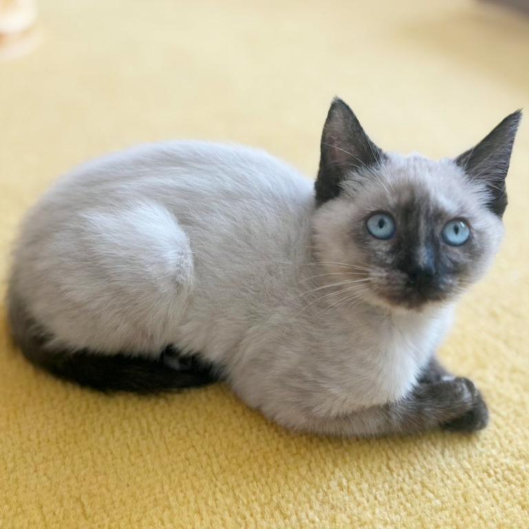 Enlarge Winifred "Winnie", an adopted mixed breed in Beaverton, OR image 2/3