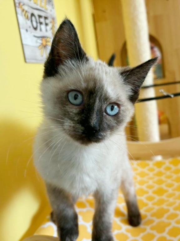 Enlarge Winifred "Winnie", an adopted mixed breed in Beaverton, OR image 3/3