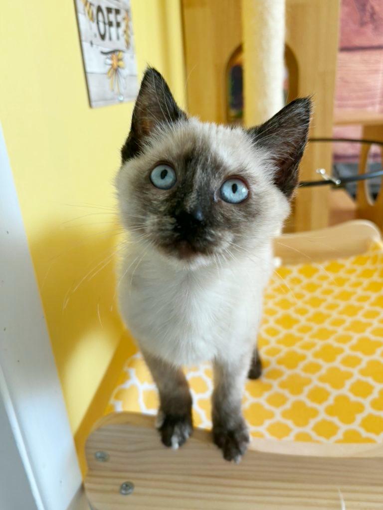 Enlarge Winifred "Winnie", an adopted mixed breed in Beaverton, OR image 1/3