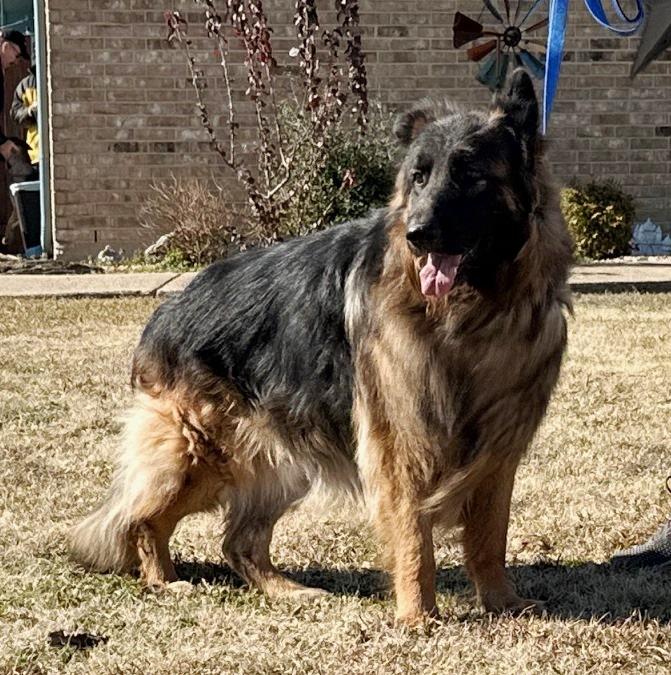 Enlarge Mungo, a Adoptable German Shepherd Dog in Dallas, TX image 4/5
