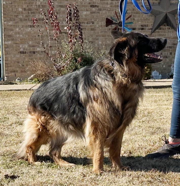 Enlarge Mungo, a Adoptable German Shepherd Dog in Dallas, TX image 5/5