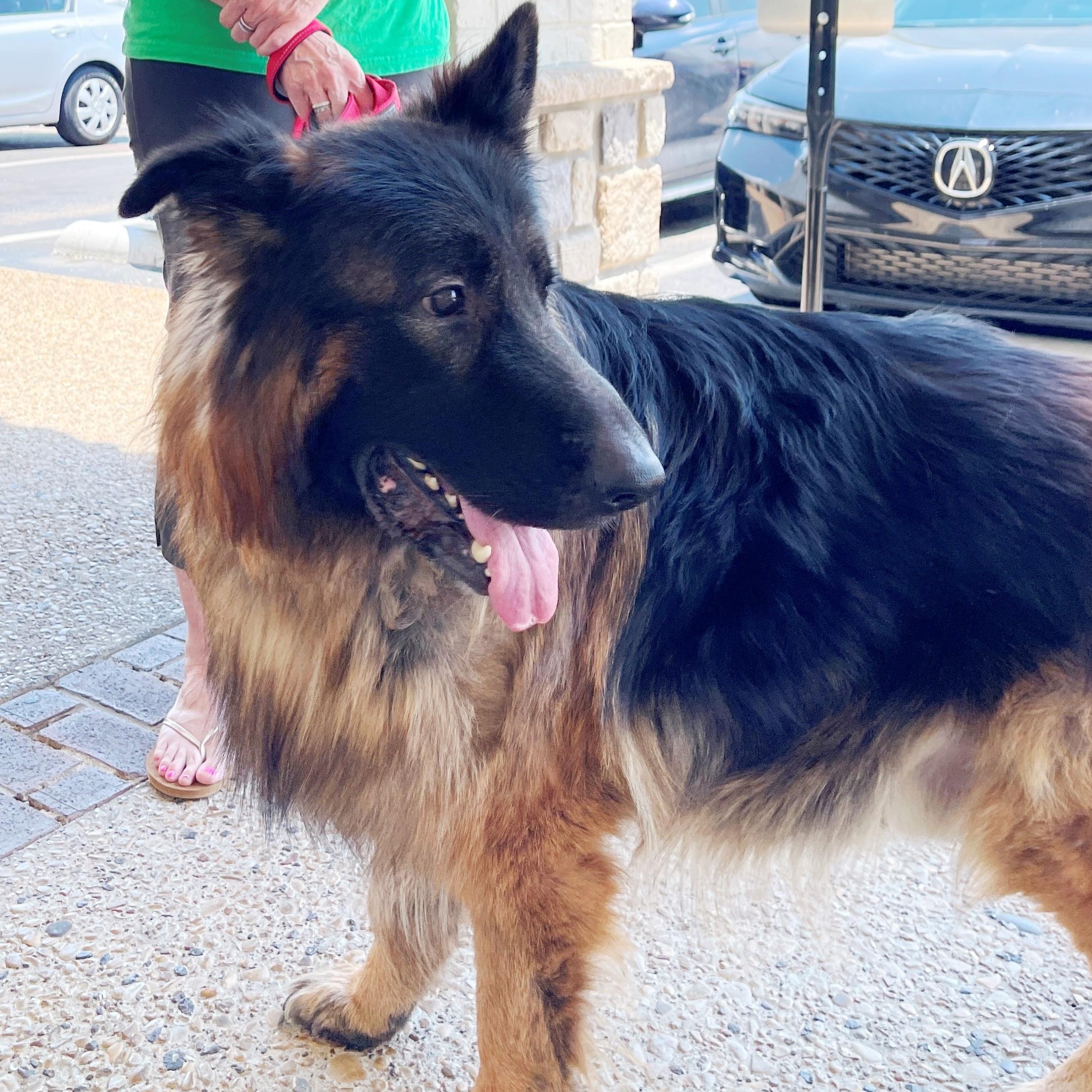Mungo, Adoptable, Adult Male German Shepherd Dog.