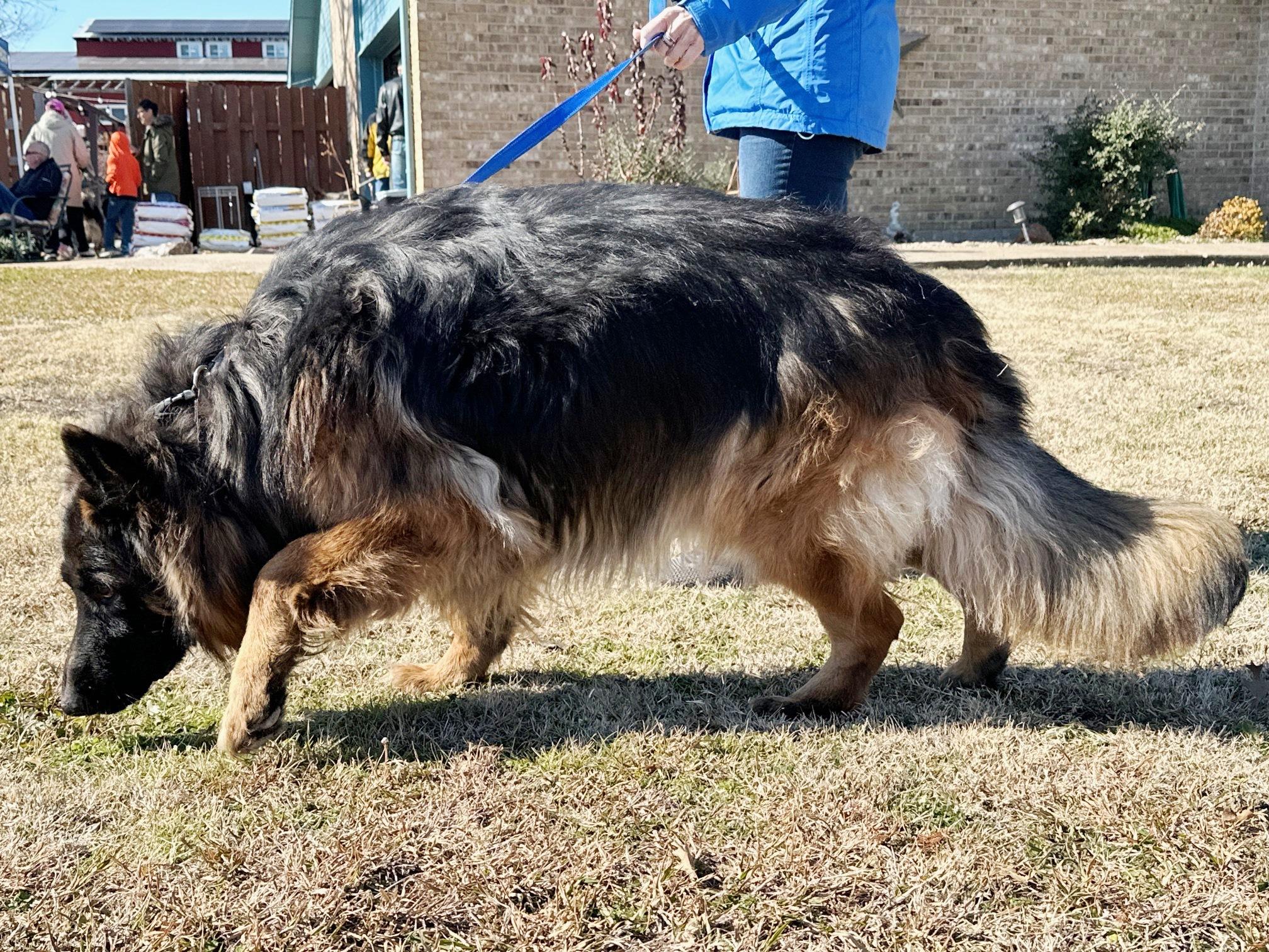 Enlarge Mungo, a Adoptable German Shepherd Dog in Dallas, TX image 2/5