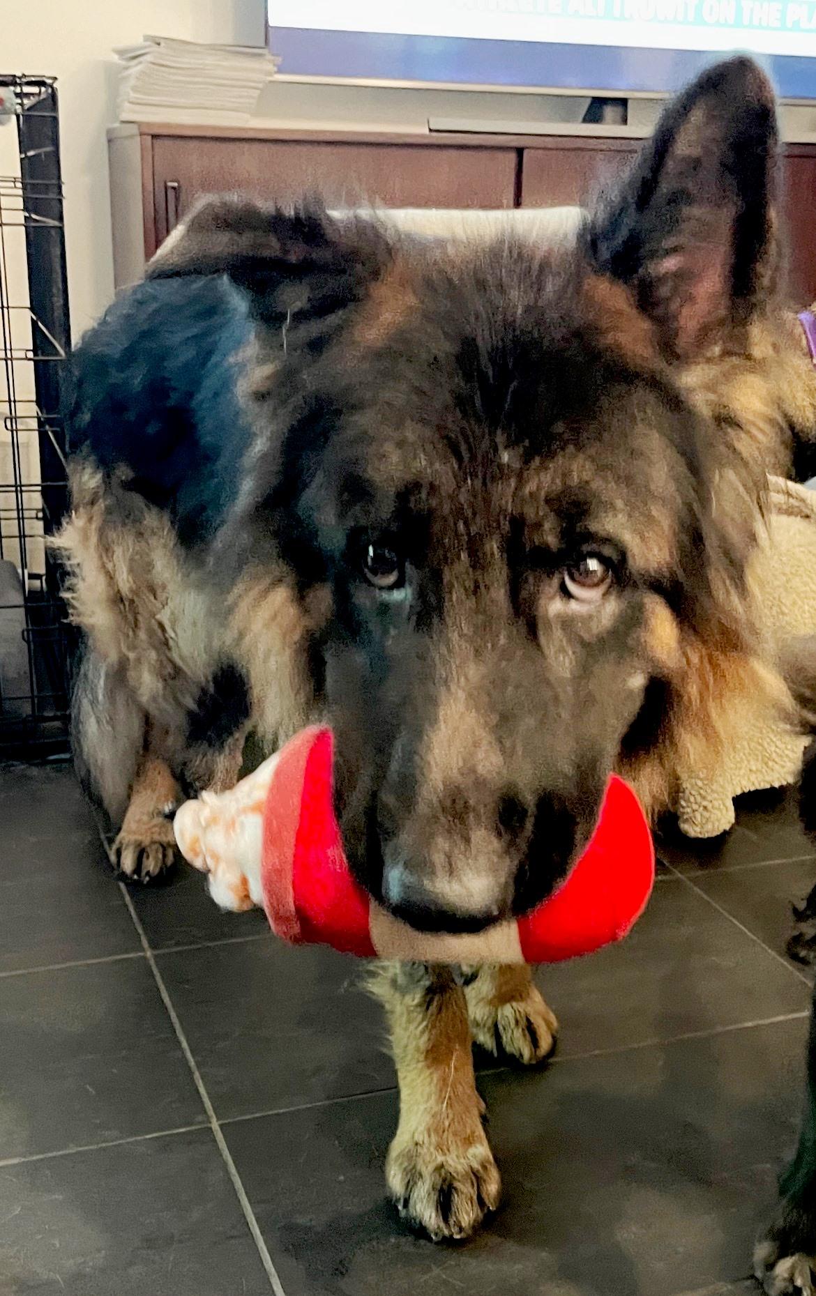 Enlarge Mungo, a Adoptable German Shepherd Dog in Dallas, TX image 3/5