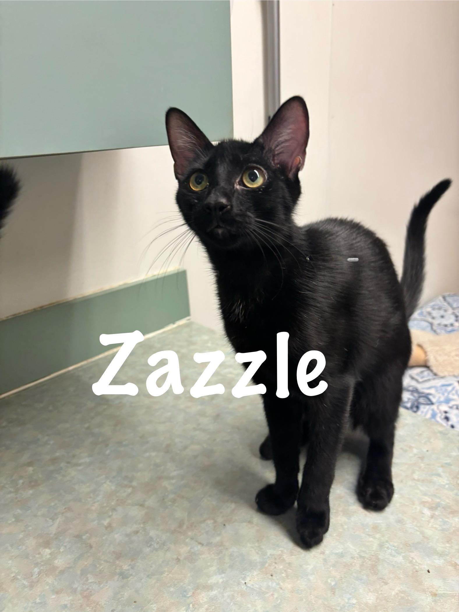 Enlarge Zazzle, a Adoptable Domestic Short Hair in Perry, GA image 1/1