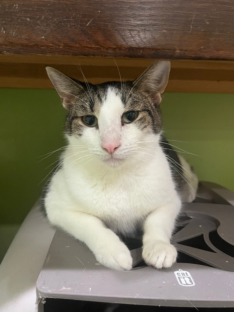 Timmy , Adoptable, Adult Male Domestic Short Hair.