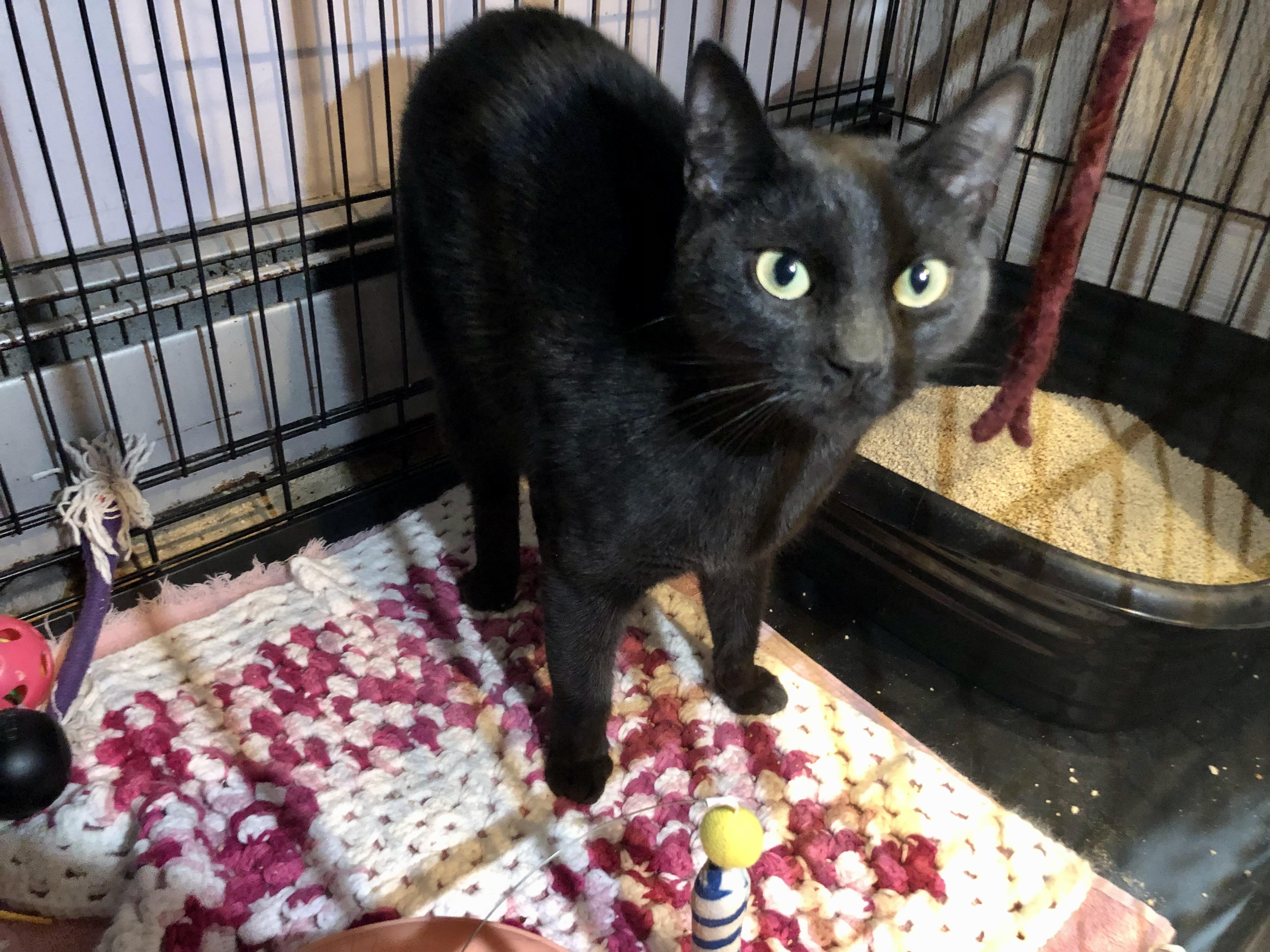 Enlarge Sierra Mist, a ADOPTABLE Domestic Short Hair in Salisbury, MA image 4/5