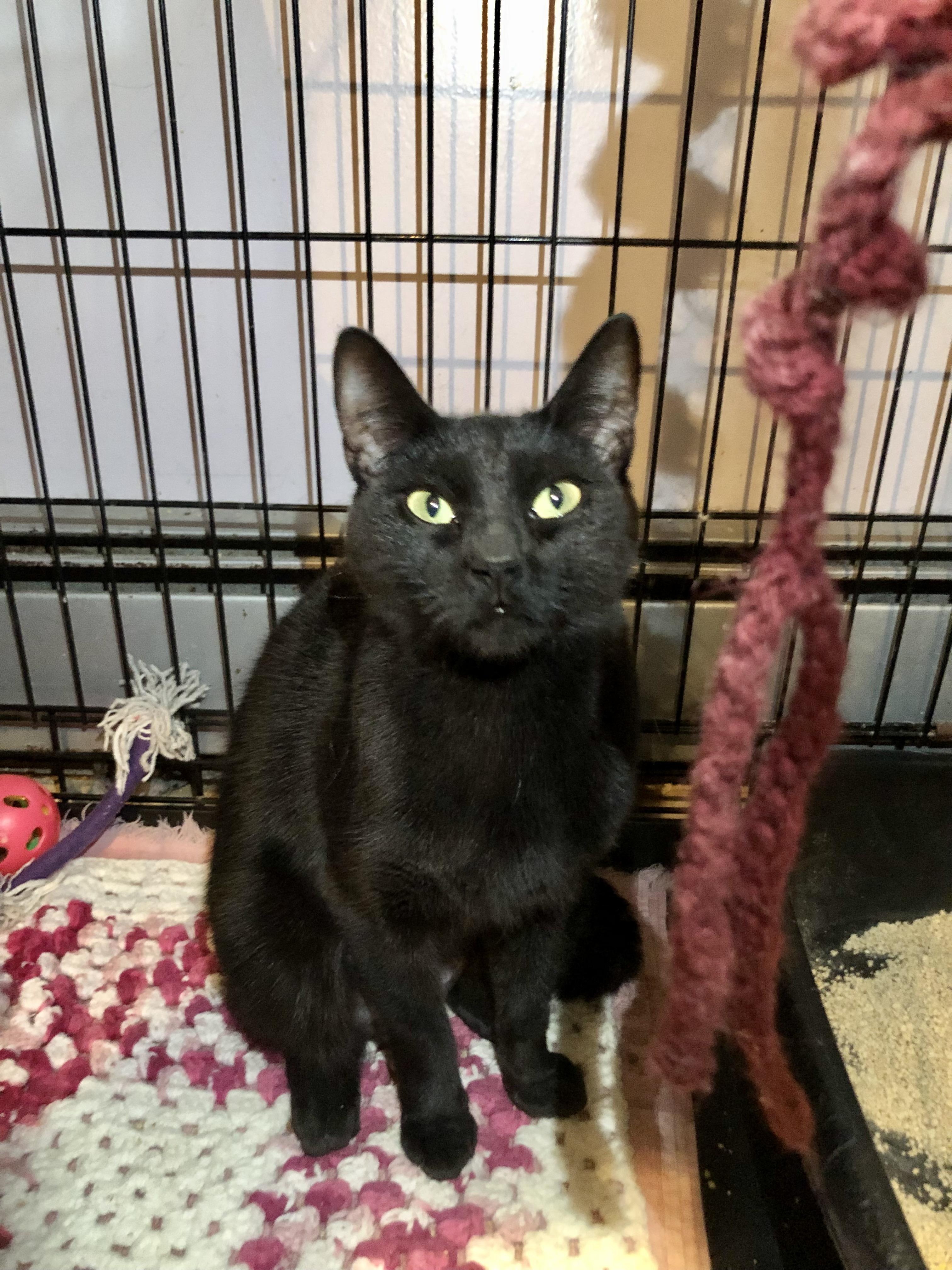 Enlarge Sierra Mist, a ADOPTABLE Domestic Short Hair in Salisbury, MA image 2/5