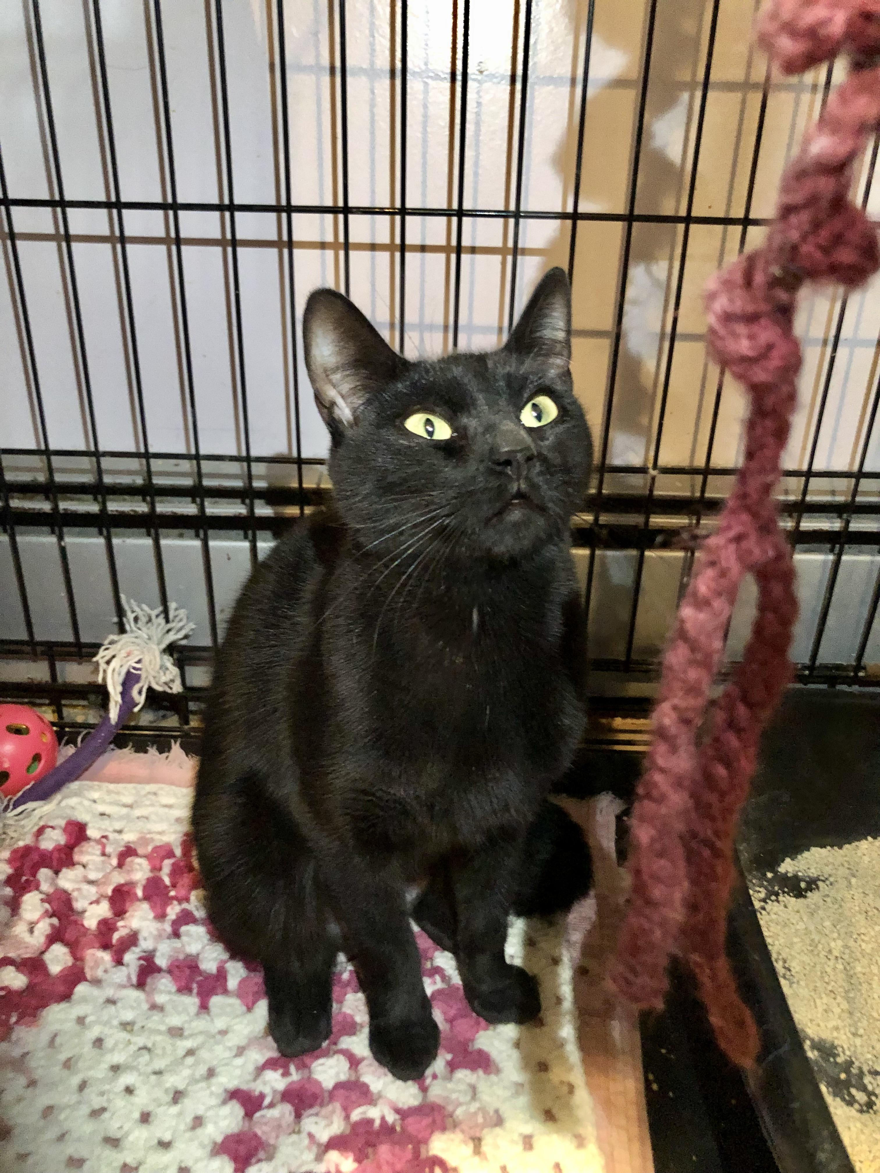 Sierra Mist, ADOPTABLE, Adult Female Domestic Short Hair.