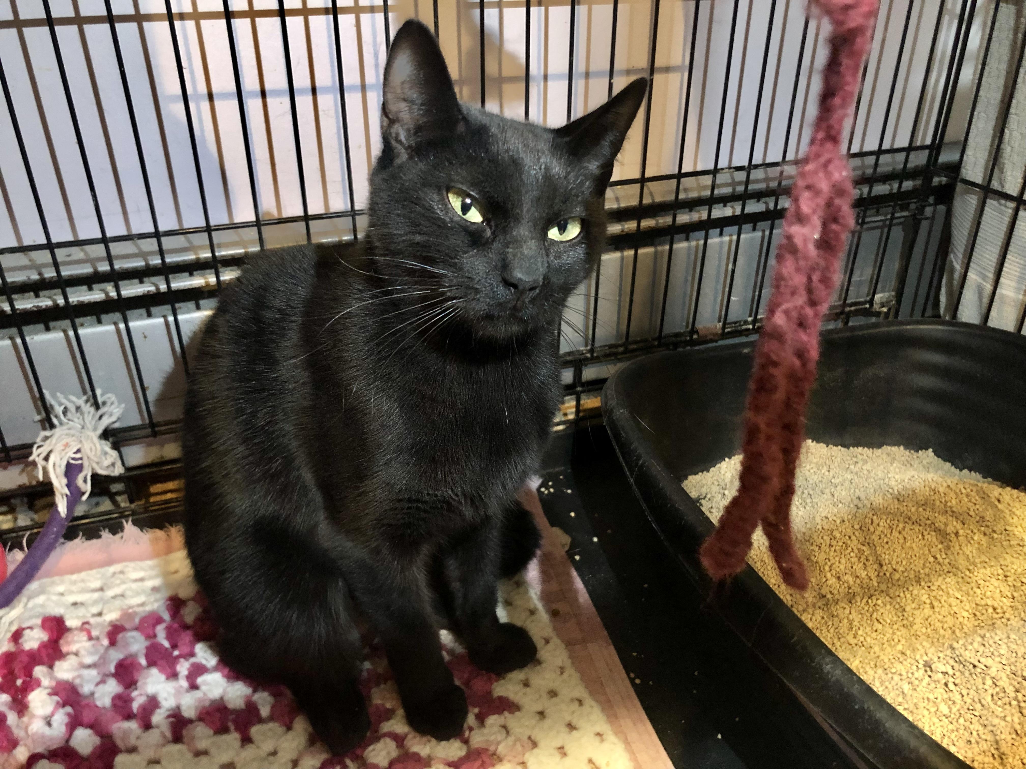 Enlarge Sierra Mist, a ADOPTABLE Domestic Short Hair in Salisbury, MA image 3/5