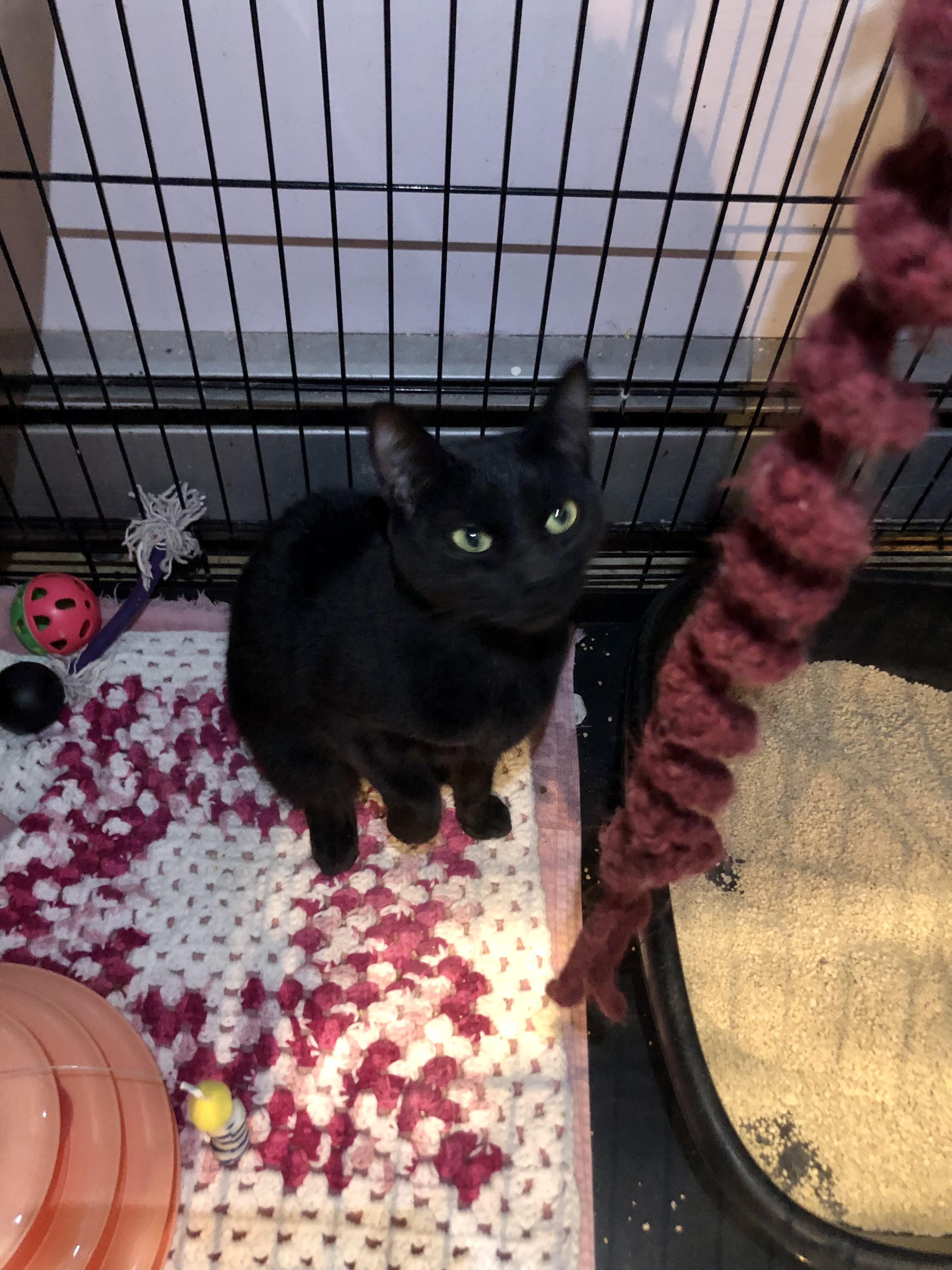 Enlarge Sierra Mist, a ADOPTABLE Domestic Short Hair in Salisbury, MA image 5/5