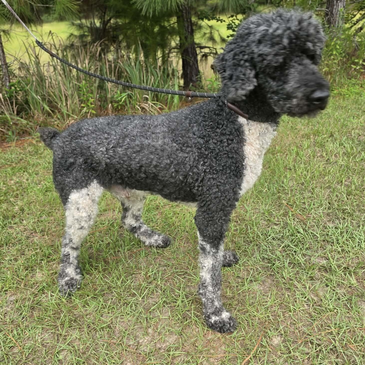 Enlarge Finley, a Adoptable Poodle in Jackson, MI image 3/6