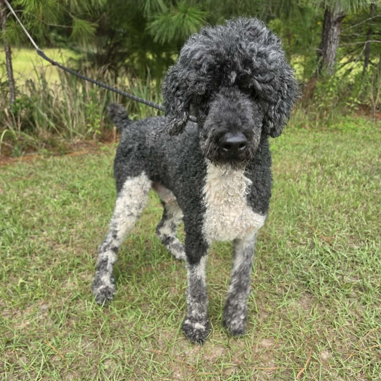 Enlarge Finley, a Adoptable Poodle in Jackson, MI image 5/6