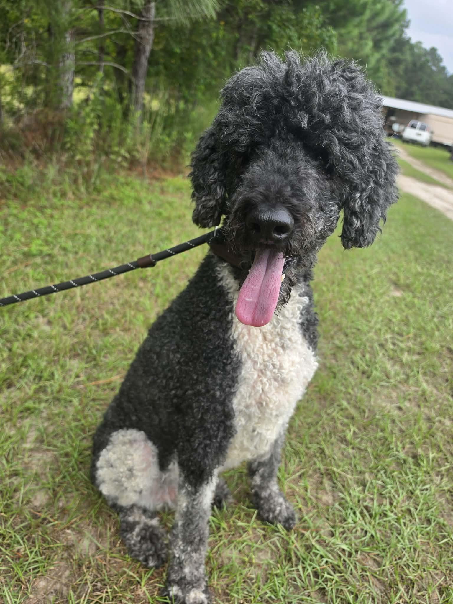 Enlarge Finley, a Adoptable Poodle in Jackson, MI image 2/6