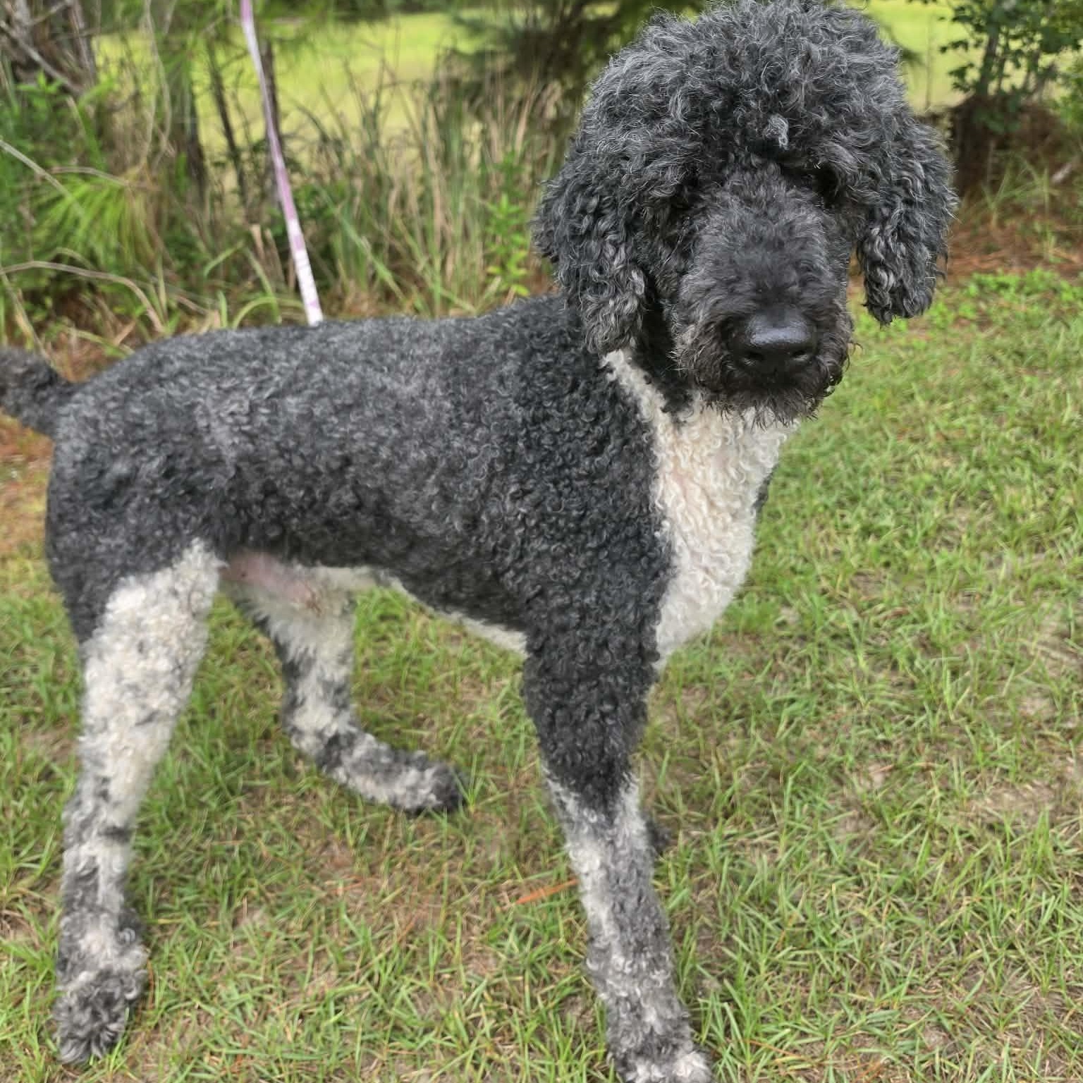 Enlarge Finley, a Adoptable Poodle in Jackson, MI image 4/6