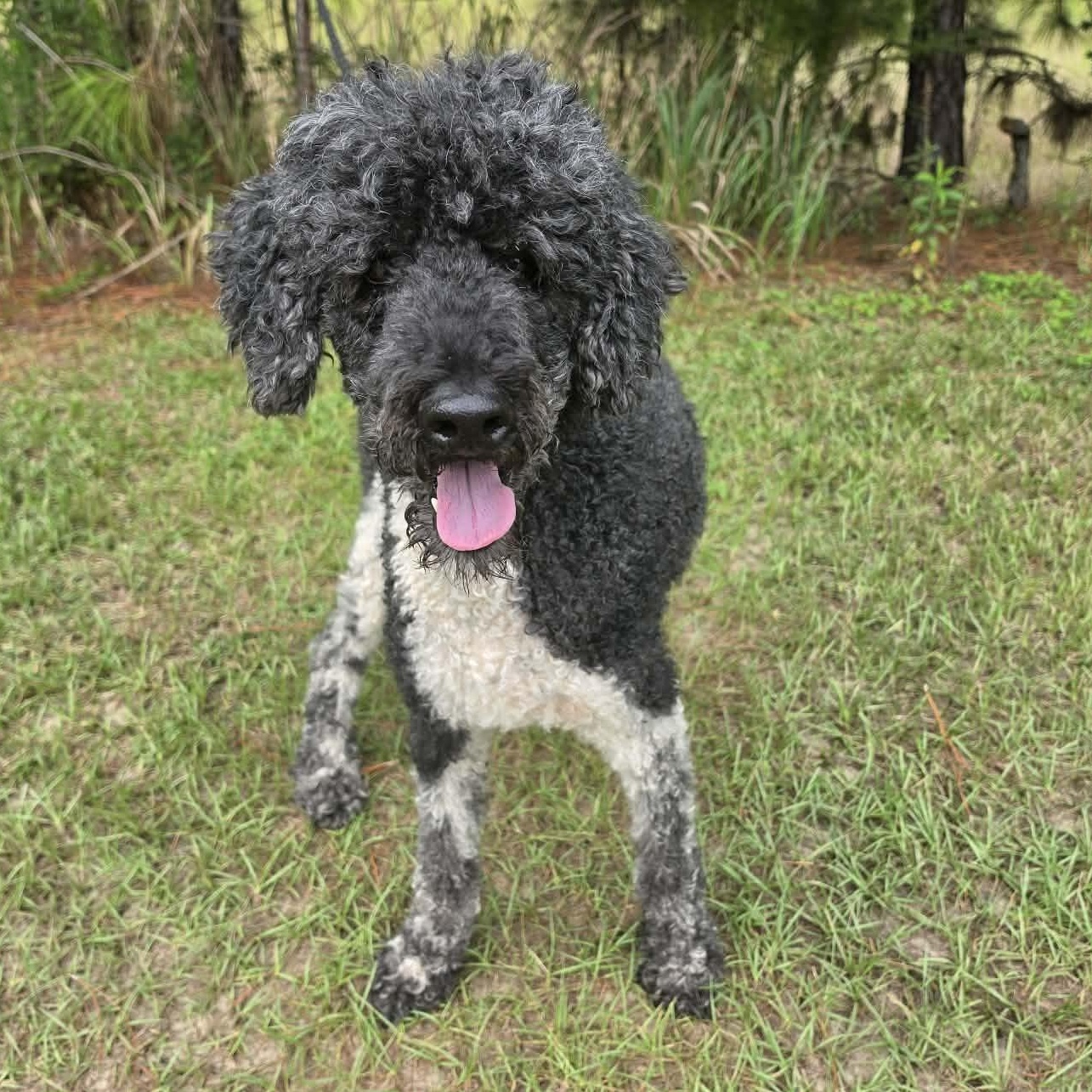 Finley, Adoptable, Senior Male Poodle.