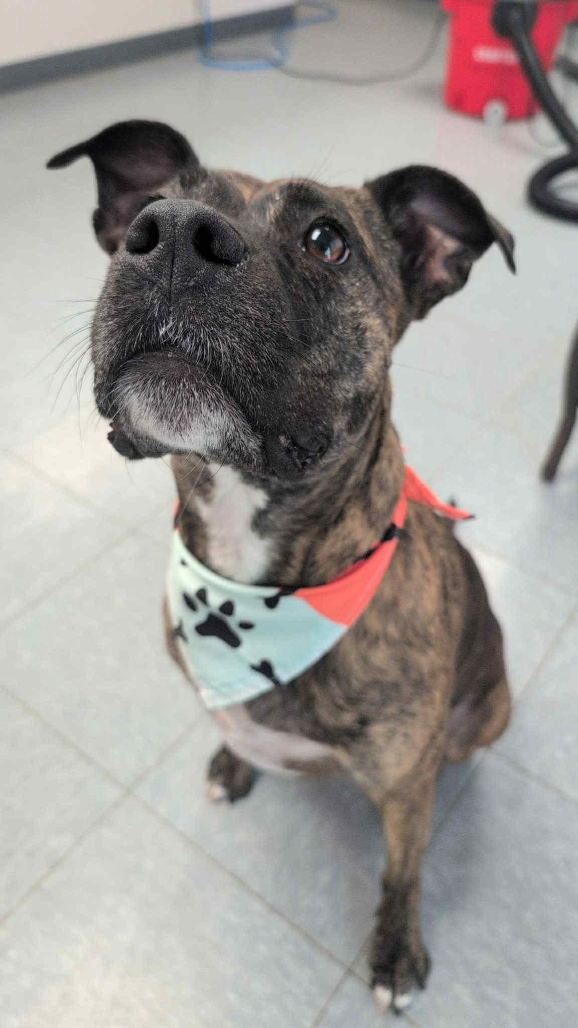 Enlarge Koko, a Adoptable mixed breed in Salem, NH image 3/4