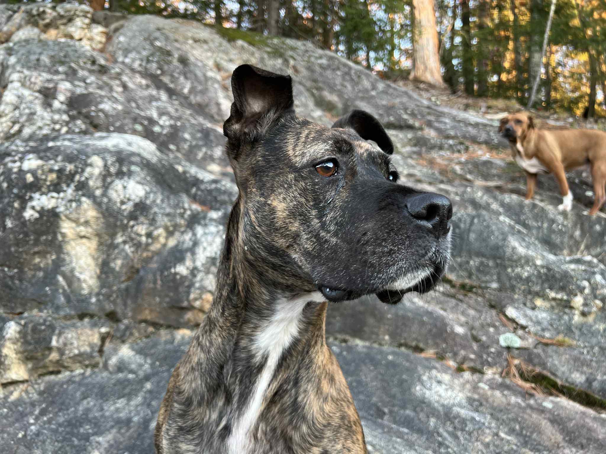 Enlarge Koko, a Adoptable mixed breed in Salem, NH image 4/4